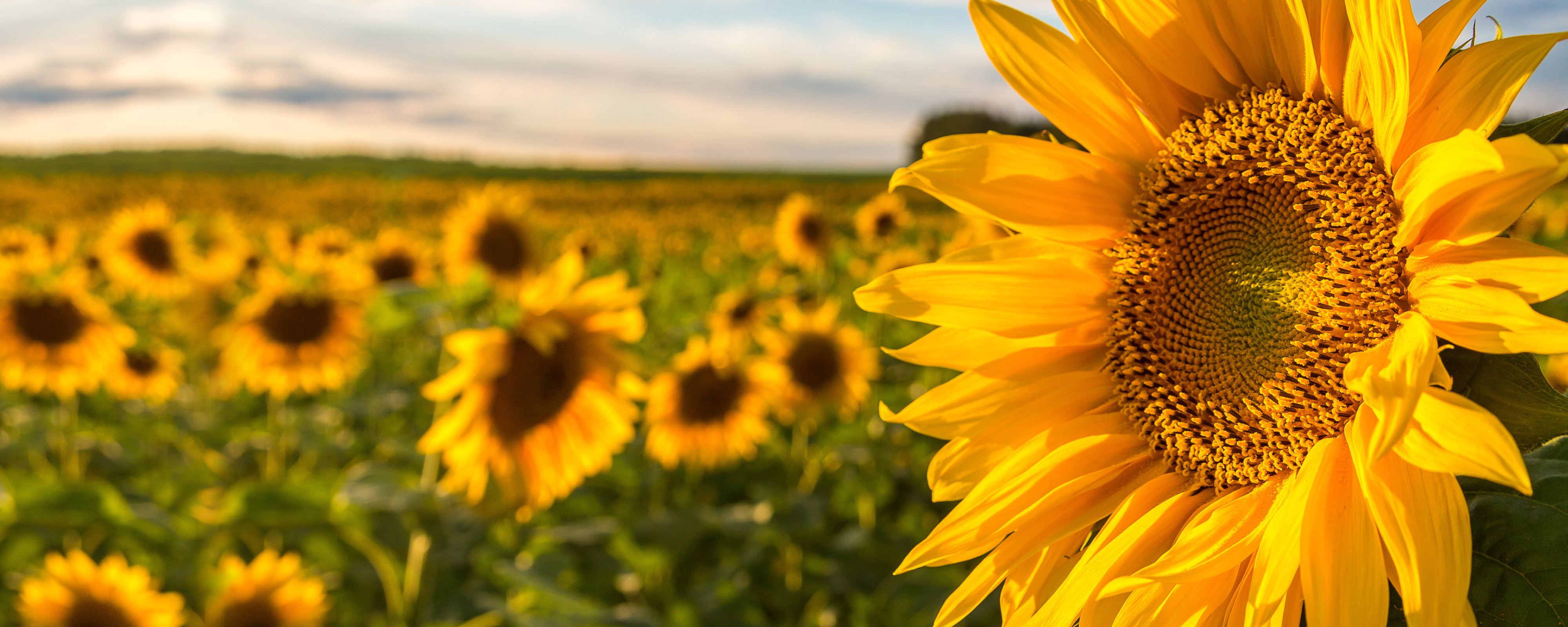 Nagy kiterjedésű napraforgótábla meleg esti fényben, az előtérben élesen fókuszált sárga napraforgóval.