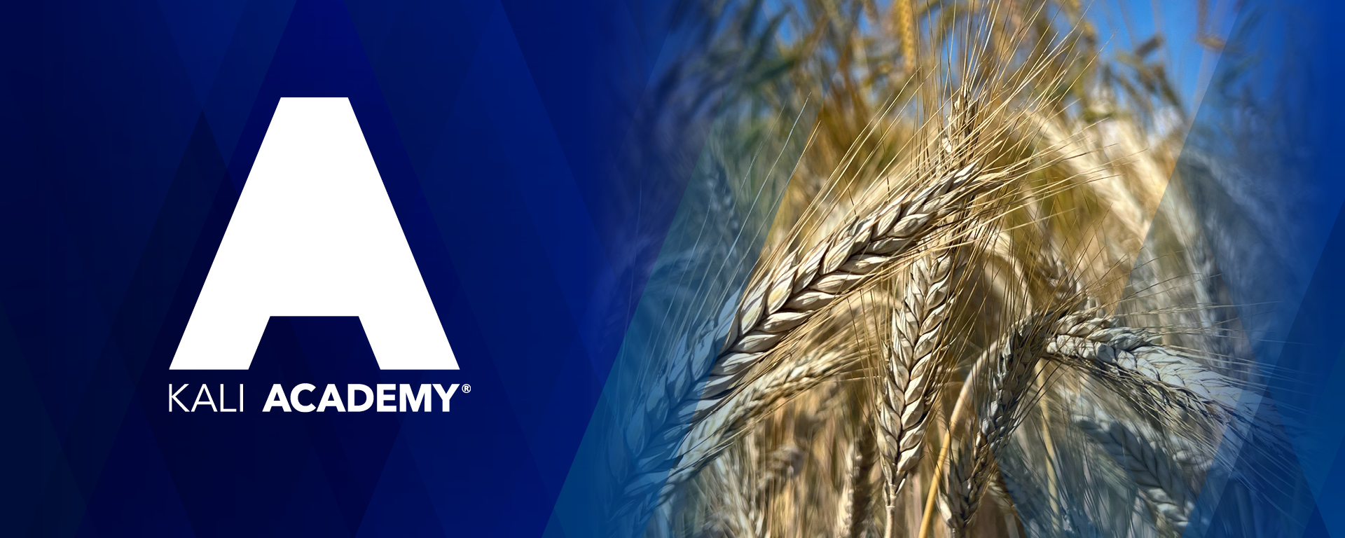 KALI ACADEMY logó kék háttéren, kalászos gabona közeli részletével.